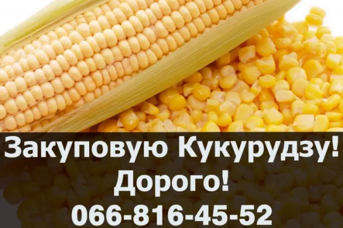 Закупка кукурузы в любых объемах с услугами сушки и хранения- фото № 1