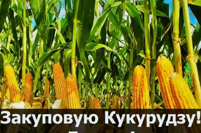 Куплю кукурузу в любом объеме- фото № 1