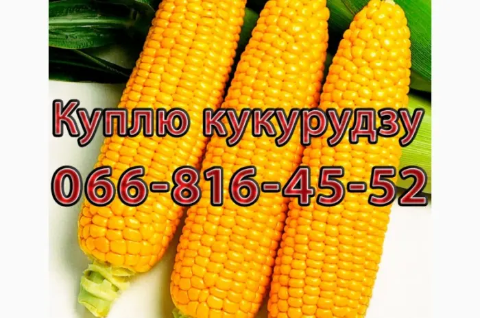 Закупівля кукурудзи цьогорічного врожаю з оплатою на вагах- фото № 1