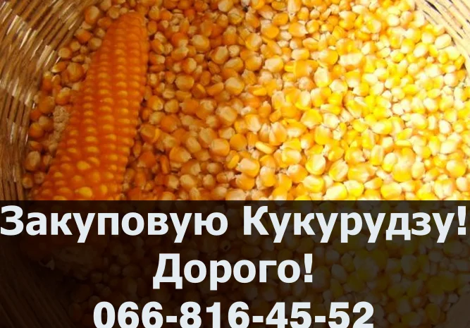 Покупка кукурузы на постоянной основе- фото № 1