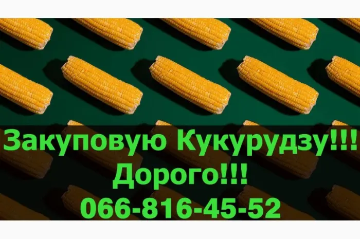 Закупаем кукурузу в любом объеме! Высокие цены и надежные контракты- фото № 1