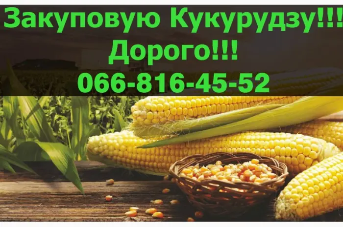 Купую кукурудзу оптом за вигідною ціною- фото № 1