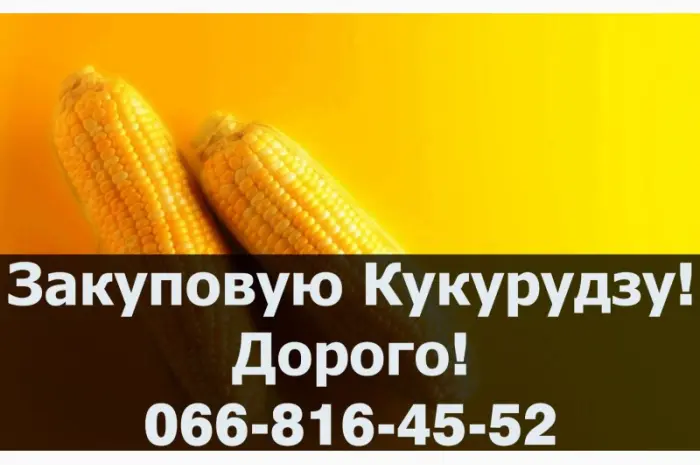 Купую кукурудзу від виробника на постійній основі!- фото № 1