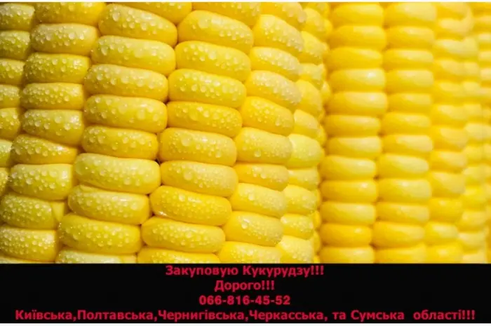 Закупка кукурузы в любых объемах на постоянной основе- фото № 1