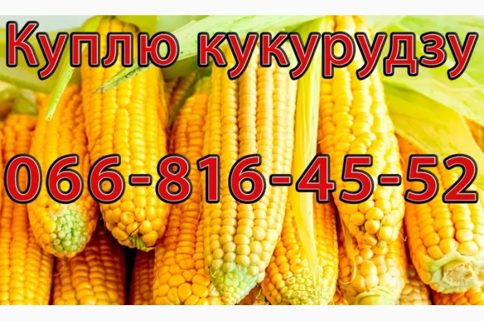 Купую кукурудзу урожай 2024 дрібним та великим оптом- фото № 1