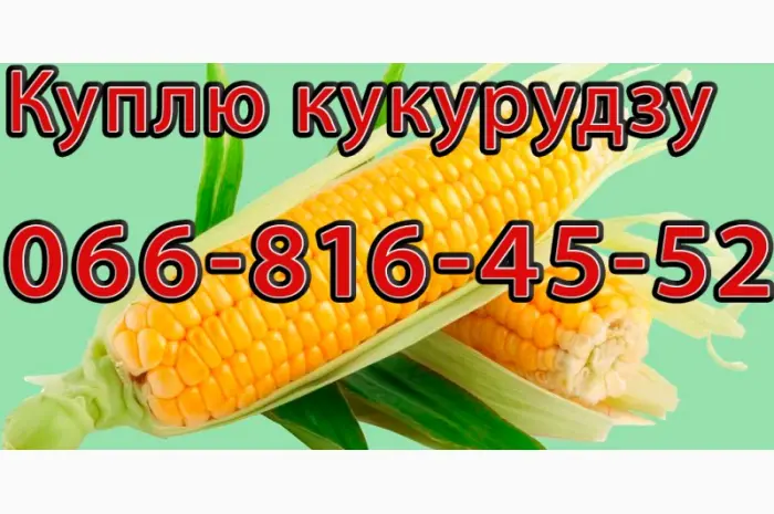 Закупка кукурузы нового урожая в больших объемах- фото № 1