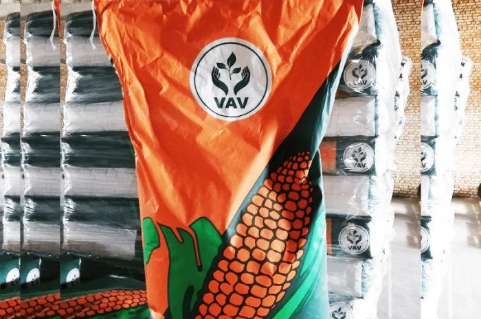 Продаж кукурудзи ДБ Хотин- фото № 2