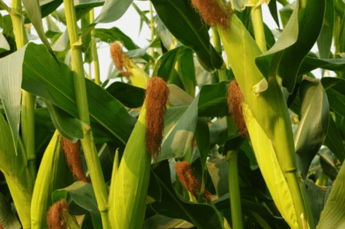 Продажа насіння кукурудзи ДН Пивиха (ФАО 180)- фото № 3