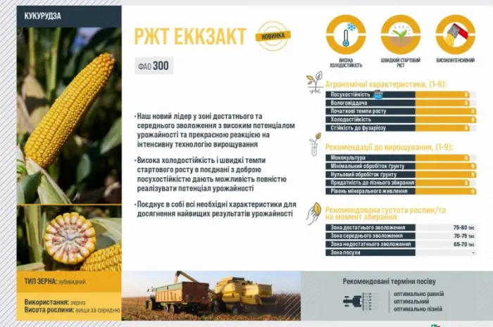 Насіння кукурудзи ЕККЗАКТ RAGT - середньостигла- фото № 2