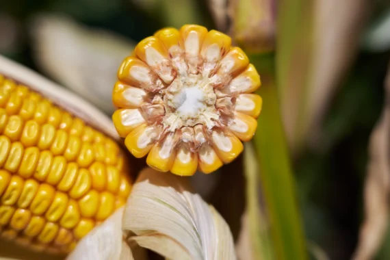 Насіння кукурудзи АЛЛІКС RAGT- фото № 1