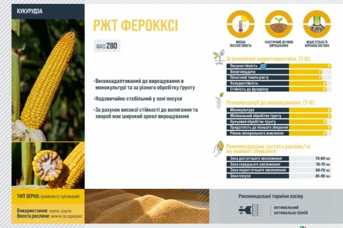 Насіння кукурудзи ФЕРОККСІ RAGT в продаже- фото № 2