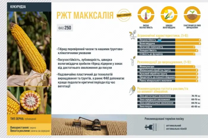 Семена кукурузы МАККСАЛІЯ RAGT- фото № 3