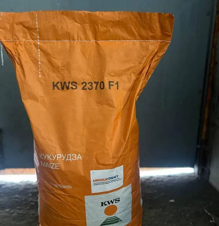 Насіння кукурудзи КВС 2370 - високоврожайний гібрид- фото № 3