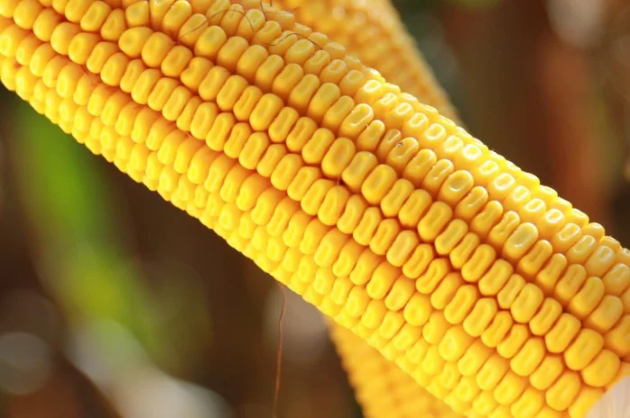 Насіння кукурудзи КВС Карпатіс- фото № 2