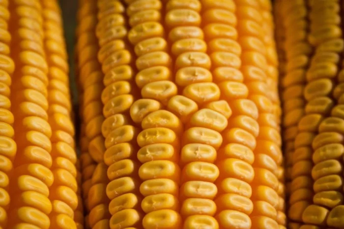 Продажа Бразильской кукурузы от поставщика- фото № 1