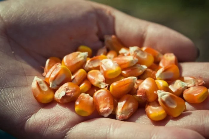 Продажа Бразильской кукурузы от поставщика- фото № 2