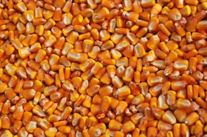 Продаж канадського гібрида кукурудзи HYDRA FF-369- фото № 1