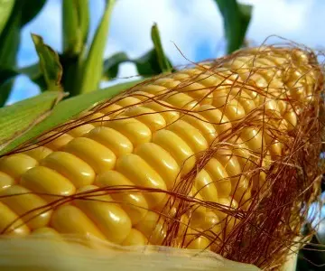 Насіння кукурудзи Любава 279МВ ФАО-270- фото № 1