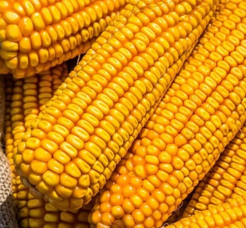 Продаж Насіння Кукурудзи Гран 6 ФАО-300- фото № 1