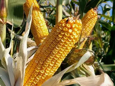 Насіння кукурудзи гібрид ДН Хортиця ФАО 240 на продаж- фото № 2