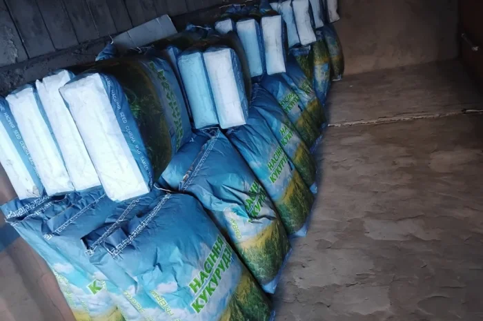 Продажа насіння кукурузи Оржиця- фото № 1