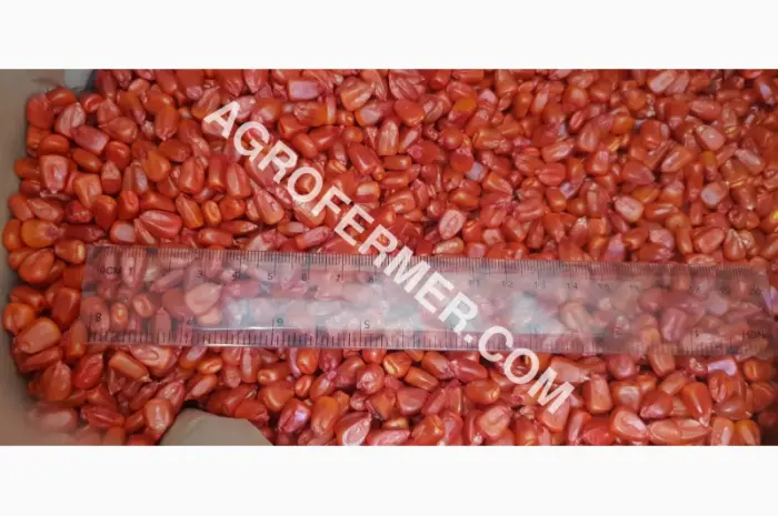 Семена кукурузи CORBIN FS - 899 ФАО 260 - канадський трансгенний гібрид- фото № 1