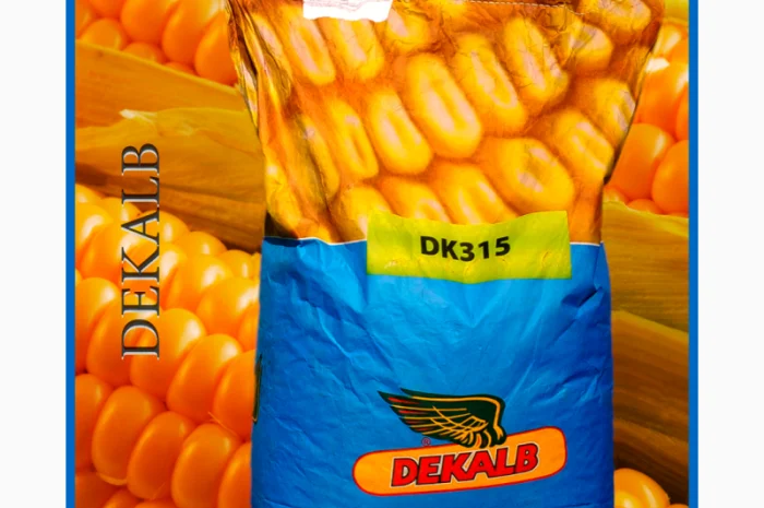 Кукурудза Монсанто на продаж- фото № 1