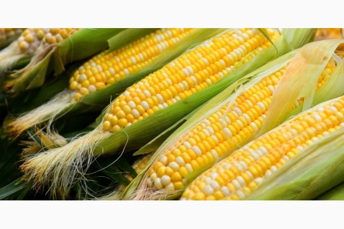 Семена кукурузи ДН Джулія для продажу- фото № 1