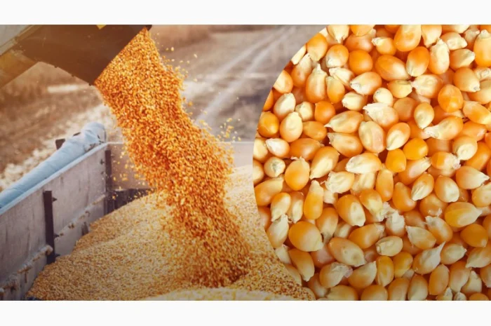 Закупка кукурузы- фото № 2