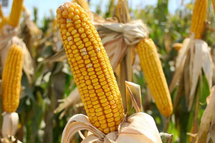 Семена кукурузи SKEENA FF-199 на продаж- фото № 2