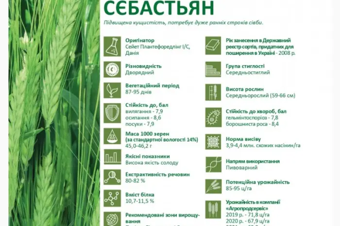 Предлагаем семена ярового ячменя Себастьян (СН-1)- фото № 2