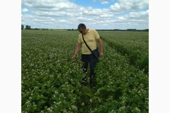 Гречка посівна сорт Дікуль 1 репродукція на продажу- фото № 1