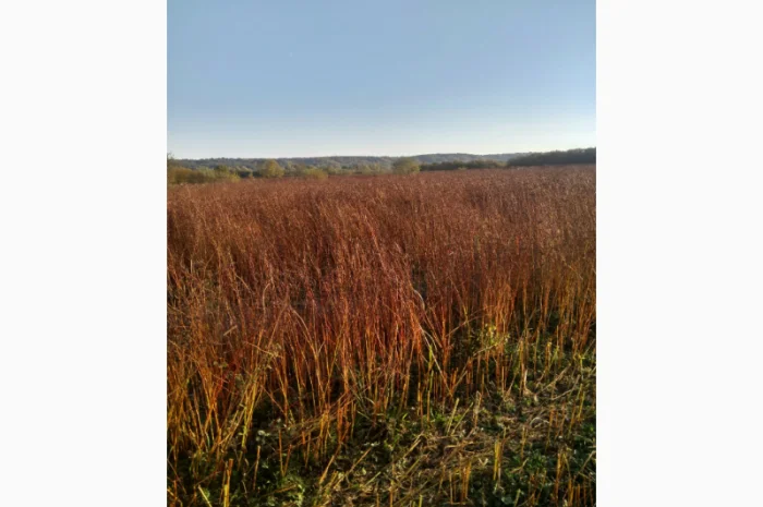 Гречка посівна бджолозапильна в наявності- фото № 1