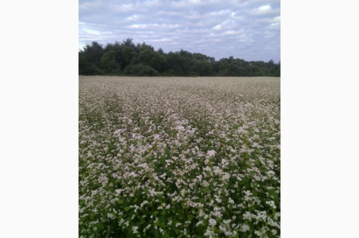 Гречка посівна бджолозапильна в наявності- фото № 3