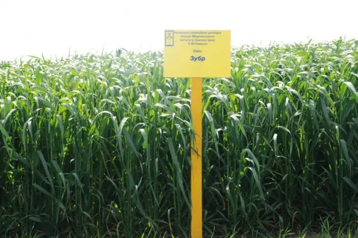 Овес посевной- фото № 7