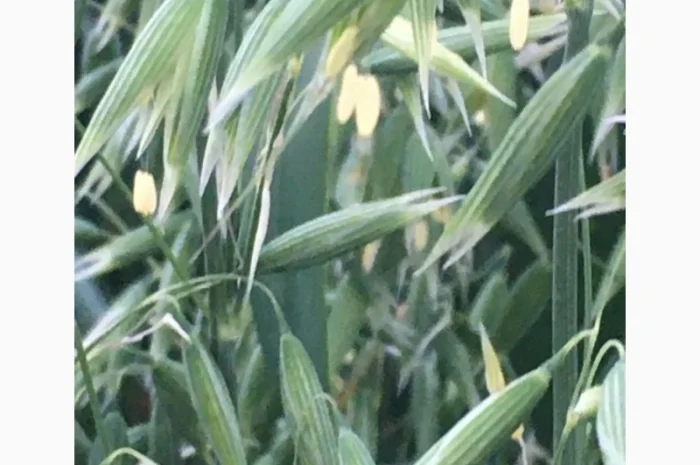 Овес Нептун для посіву- фото № 1