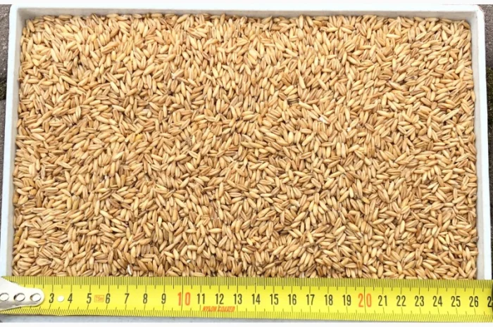 Закупівля овса голозерного від 22 тонн- фото № 1