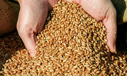 Закупівля червоного проса- фото № 1