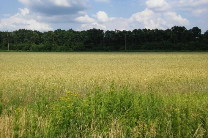 Закупівля жита- фото № 1