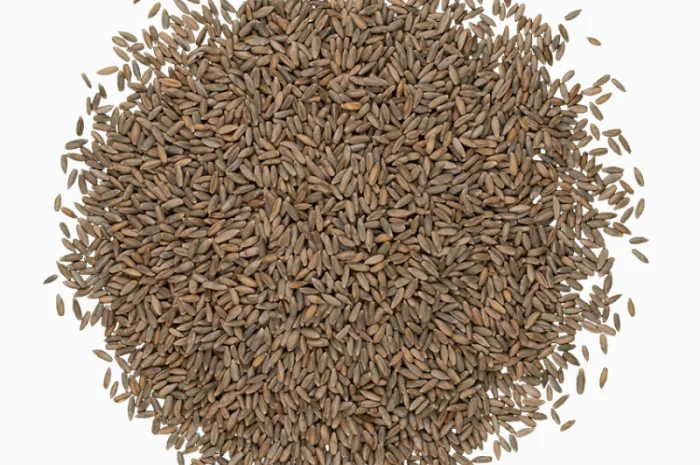 Жито 1 кг для сидерата- фото № 4