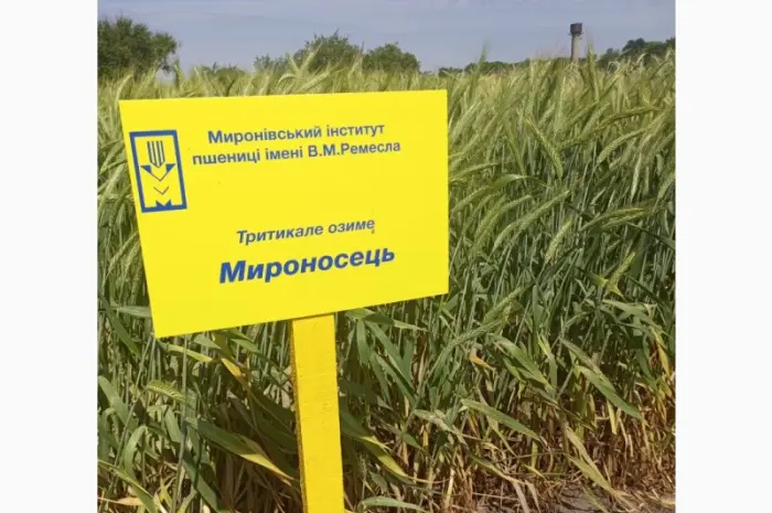 Мироносець тритикале озиме- фото № 1