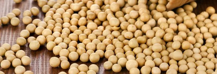 Покупаем сою на экспорт и внутренний рынок от производителя- фото № 1
