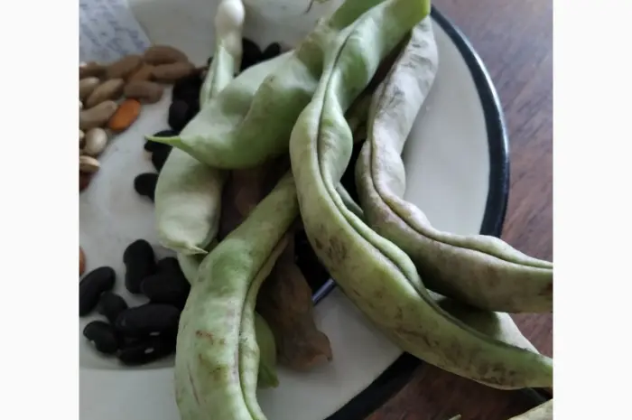 Фасоль- це огородне м'ясо. Продам рідкісні спаржеві сорти фасолі- фото № 2