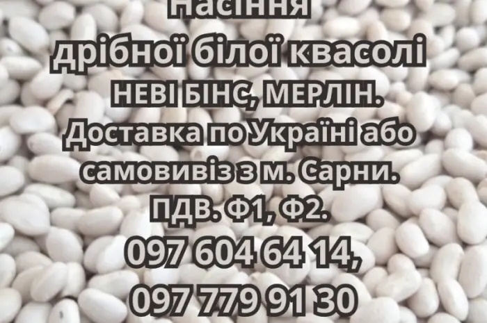 Насіння квасолі НЕВІ БІНС- фото № 1