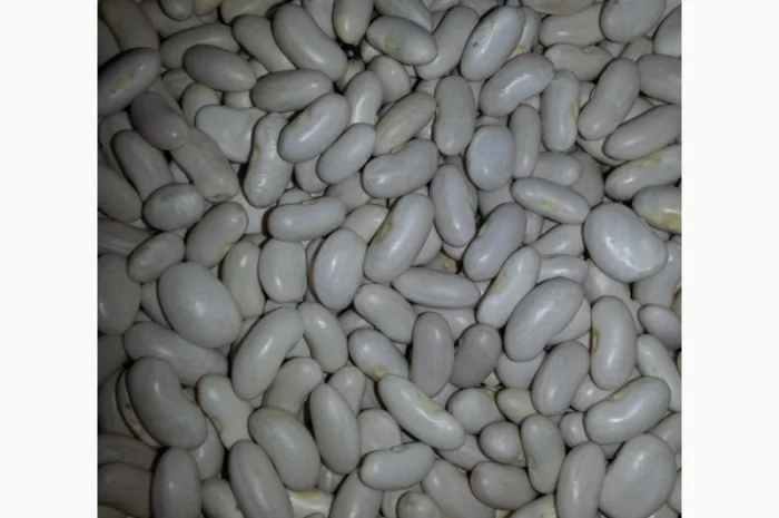 Закуповлюємо квасолю- фото № 1