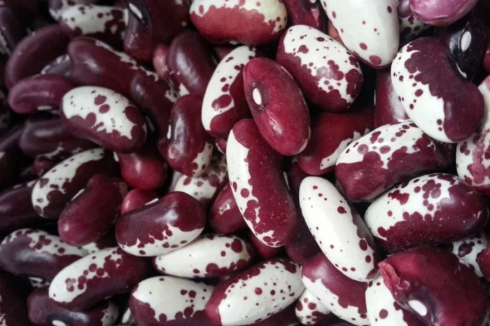 Закуповлюємо квасолю- фото № 2