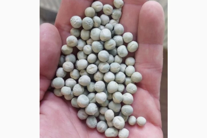 Продается зеленый горох оптом- фото № 1