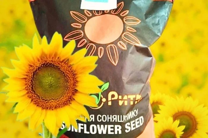 Соняшник Бомонд для гербицида Гранстар- фото № 1