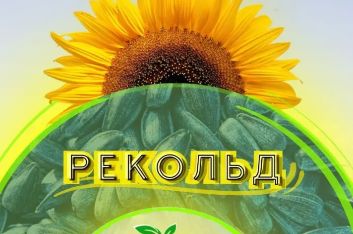Продажа качественного семени подсолнечника Рекольд- фото № 1