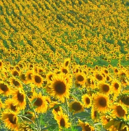 Гібрид соняшника Євро- фото № 1